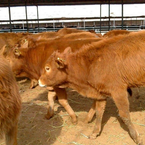 鲁西黄牛