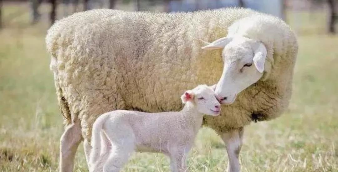 怎样让母羊繁殖才多产多活？