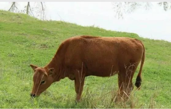 养牛必要要懂得牛腹胀的急救方法！